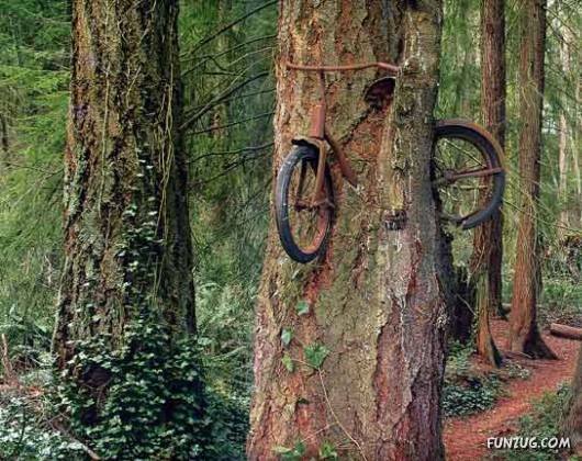 Shaping Trees in an Artistic Way