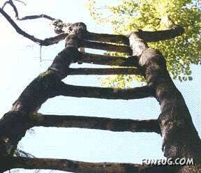 Shaping Trees in an Artistic Way