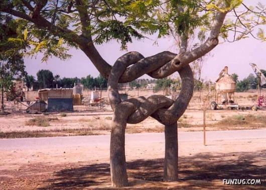 Shaping Trees in an Artistic Way