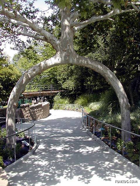 Shaping Trees in an Artistic Way