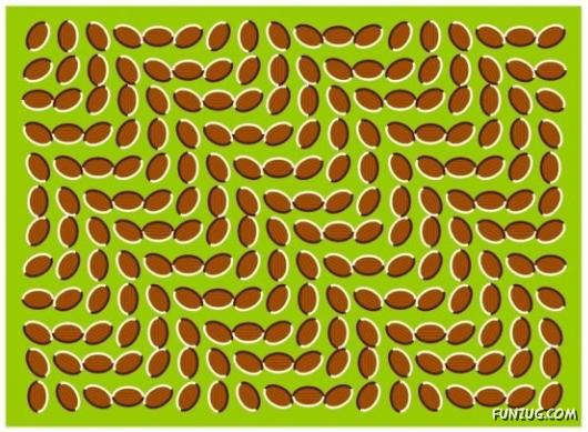 Optical Illusions Magic