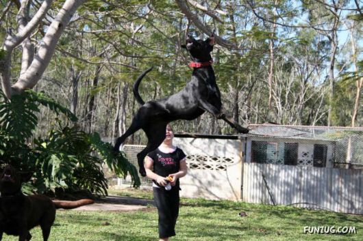 Amazing Dogs Flying High
