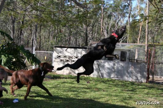 Amazing Dogs Flying High