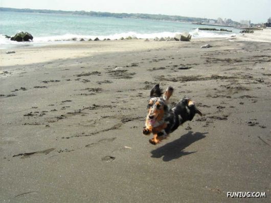 Amazing Dogs Flying High