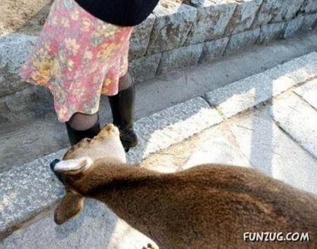 Worlds Most Funniest Goats