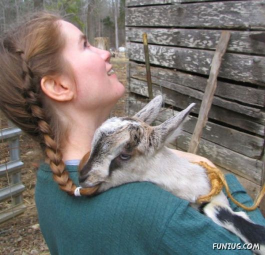 Worlds Most Funniest Goats