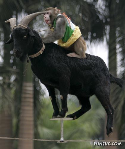 Worlds Most Funniest Goats