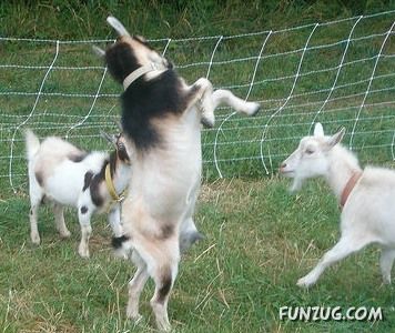 Worlds Most Funniest Goats