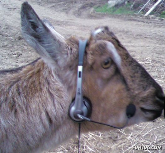 Worlds Most Funniest Goats