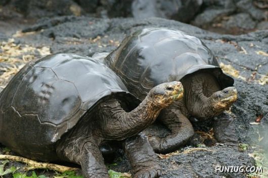 A World of Tortoises