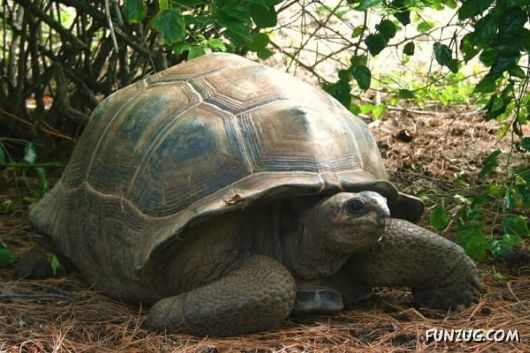 A World of Tortoises