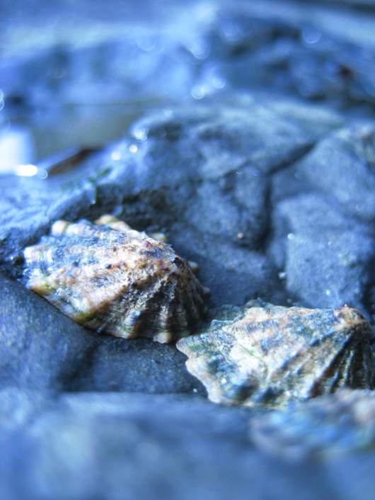 Seashells you have Never Seen Before