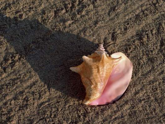 Seashells you have Never Seen Before