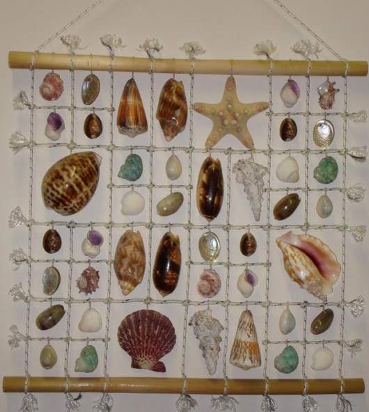 Seashells you have Never Seen Before