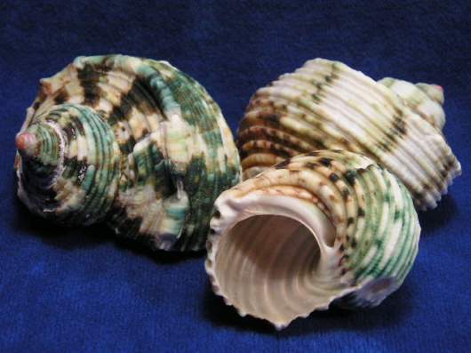 Seashells you have Never Seen Before