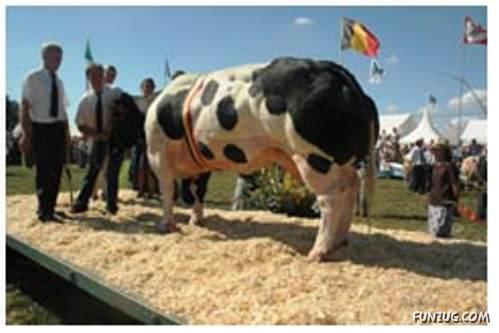 Boldest Schwarzenegger Super Cows