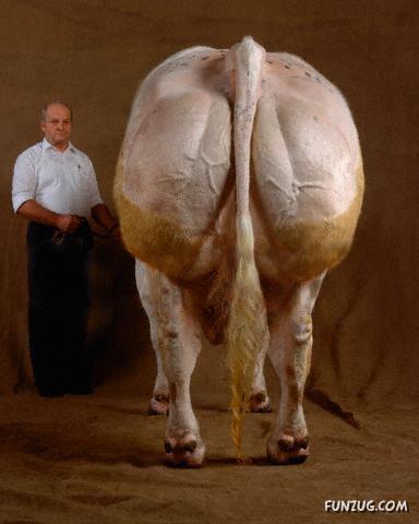 Boldest Schwarzenegger Super Cows